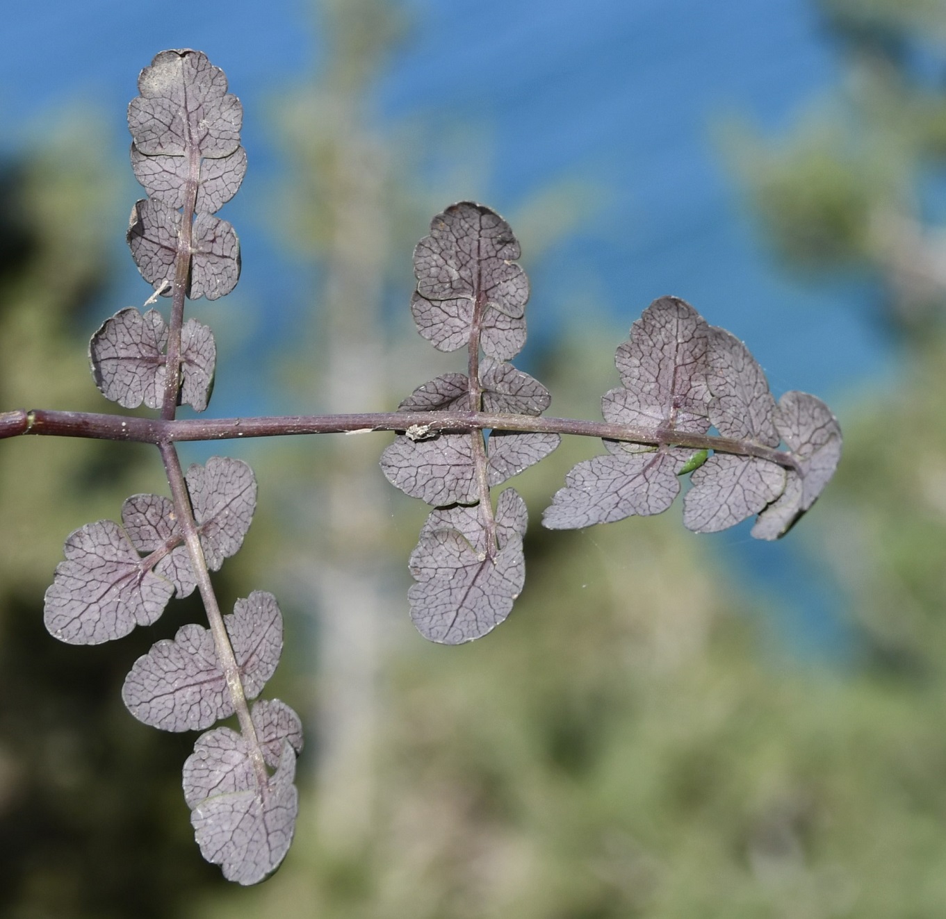 Image of Unknown species specimen.