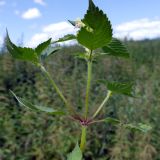 Galeopsis speciosa. Верхушка цветущего растения. Челябинская обл., Катав-Ивановский р-н, с. Александровка, пустырь на месте бывшего дома. 04.08.2022.