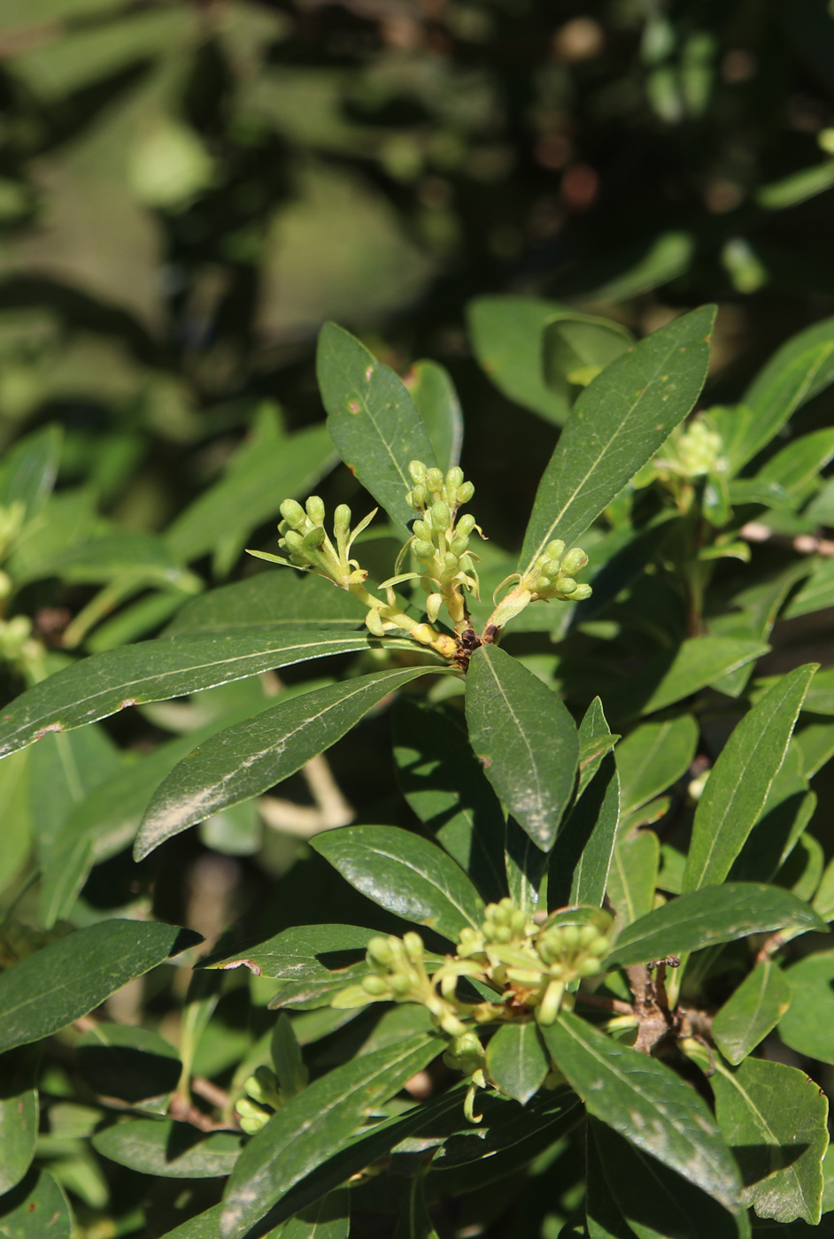 Image of Pittosporum heterophyllum specimen.