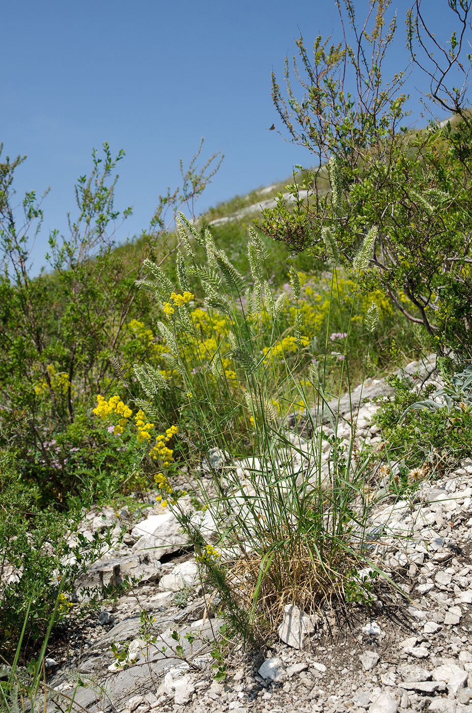 Изображение особи Agropyron pectinatum.