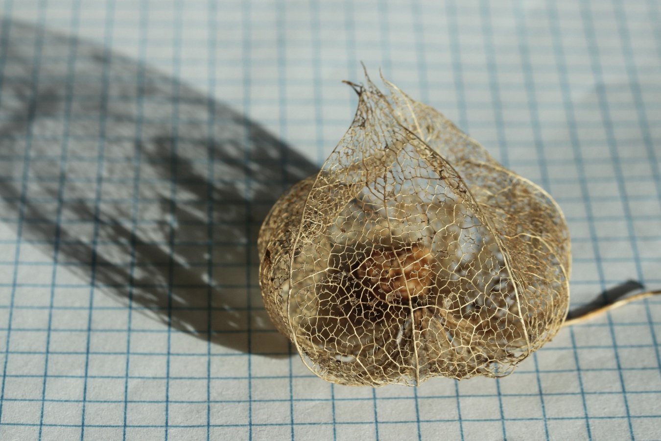 Image of Alkekengi officinarum specimen.