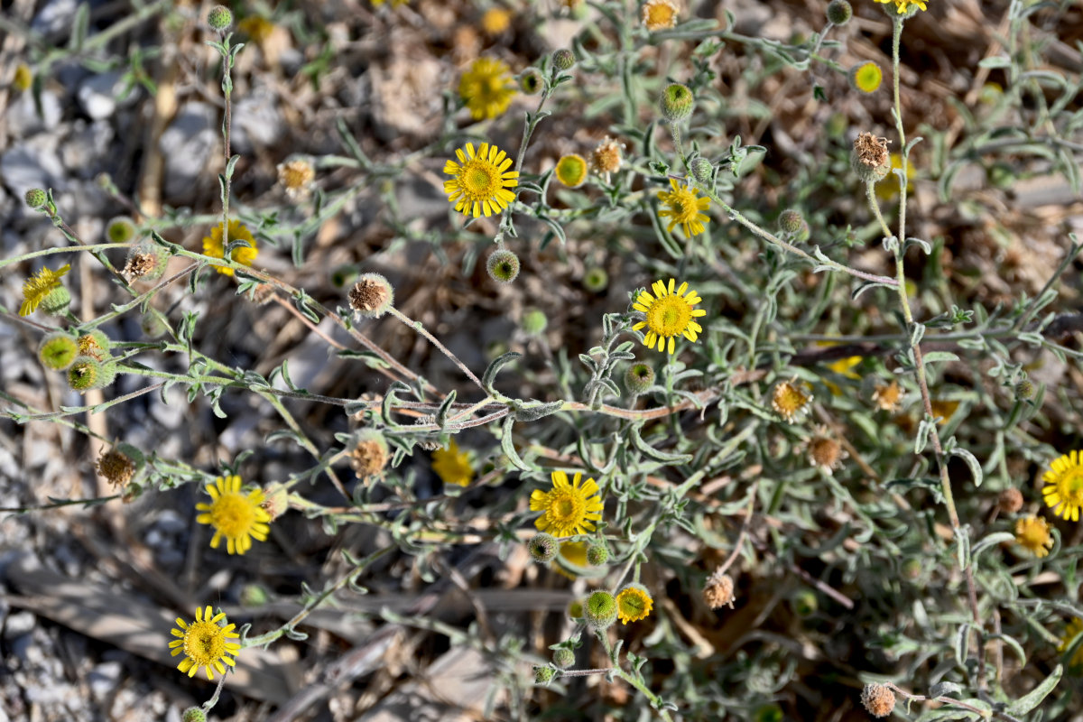Image of genus Pulicaria specimen.