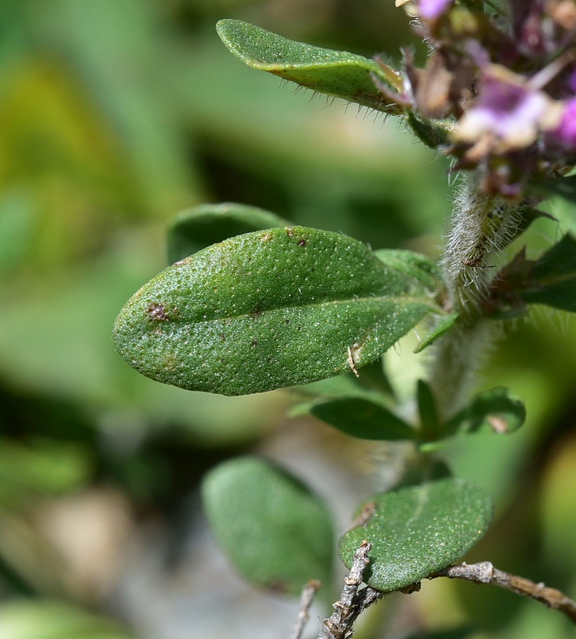 Изображение особи род Thymus.