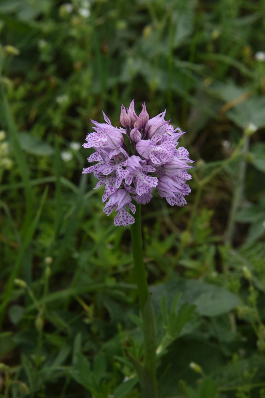 Image of Neotinea tridentata specimen.