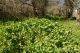 Geranium divaricatum. Вегетирующие и цветущие растения. Астраханская обл., Камызякский р-н, окр. с. Нижнекалиновский, старый лоховый лес на заброшенных с/х чеках. 30.04.2026.
