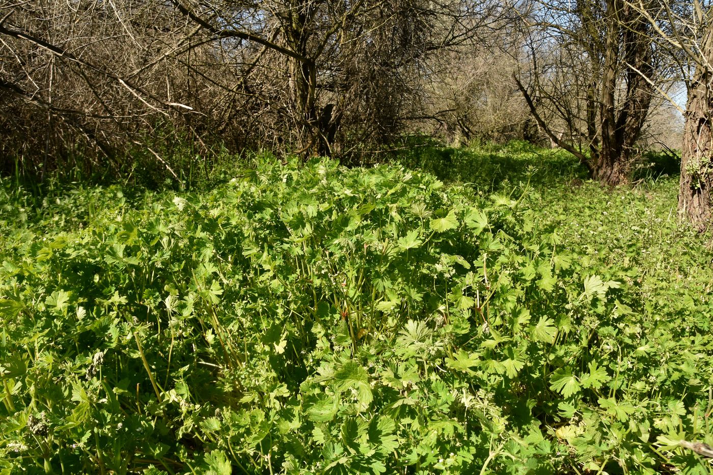 Изображение особи Geranium divaricatum.