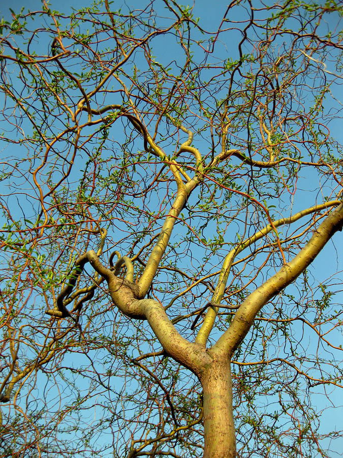 Image of Salix × sepulcralis specimen.