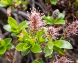 Salix vyshinii