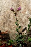 genus Penstemon. Побег с бутонами. Белгородская обл., пос. Ракитное, ул. Сосновая, 2, в культуре. 24 июня 2026 г.