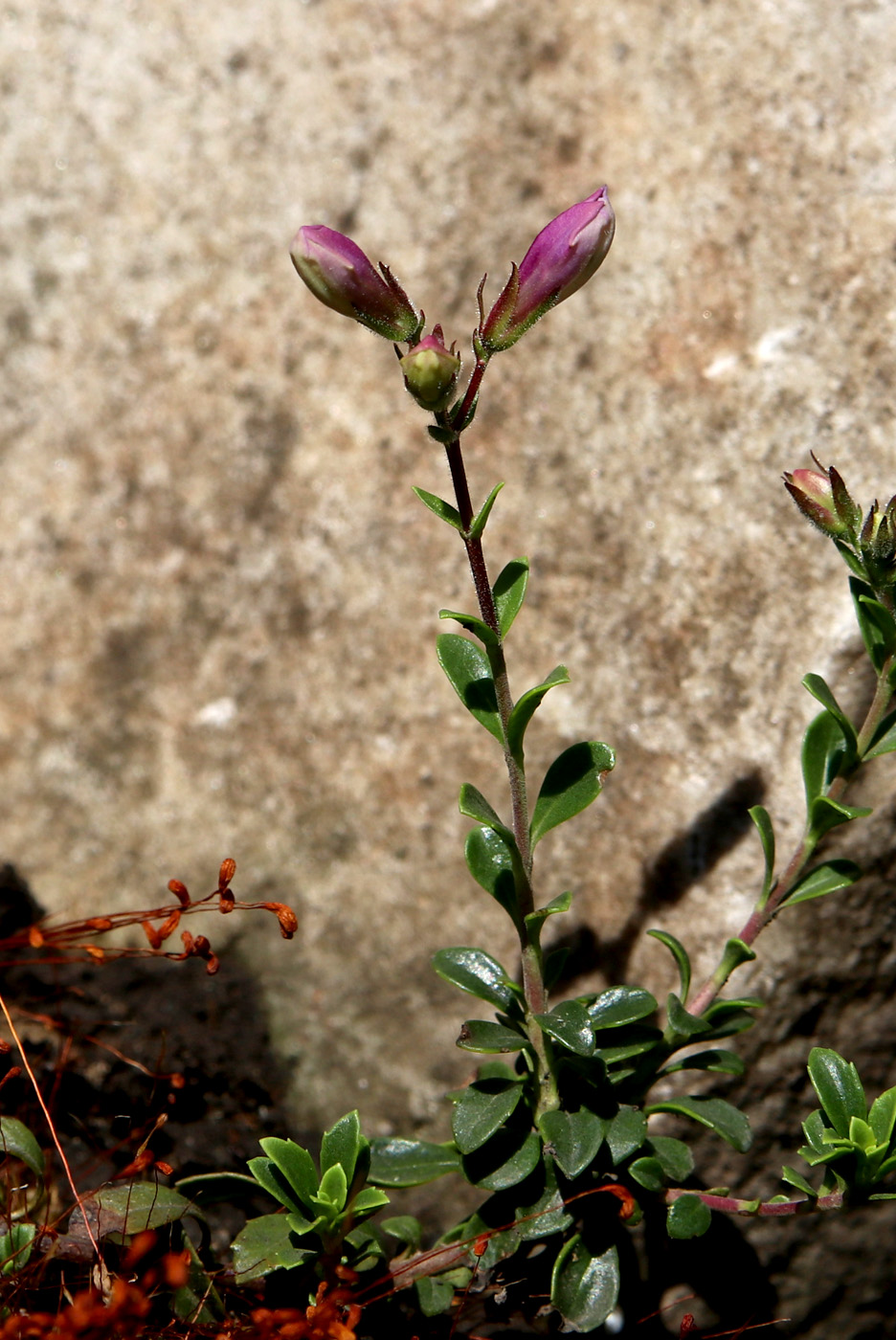 Image of genus Penstemon specimen.
