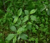 род Salix