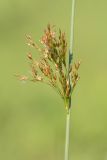 род Juncus