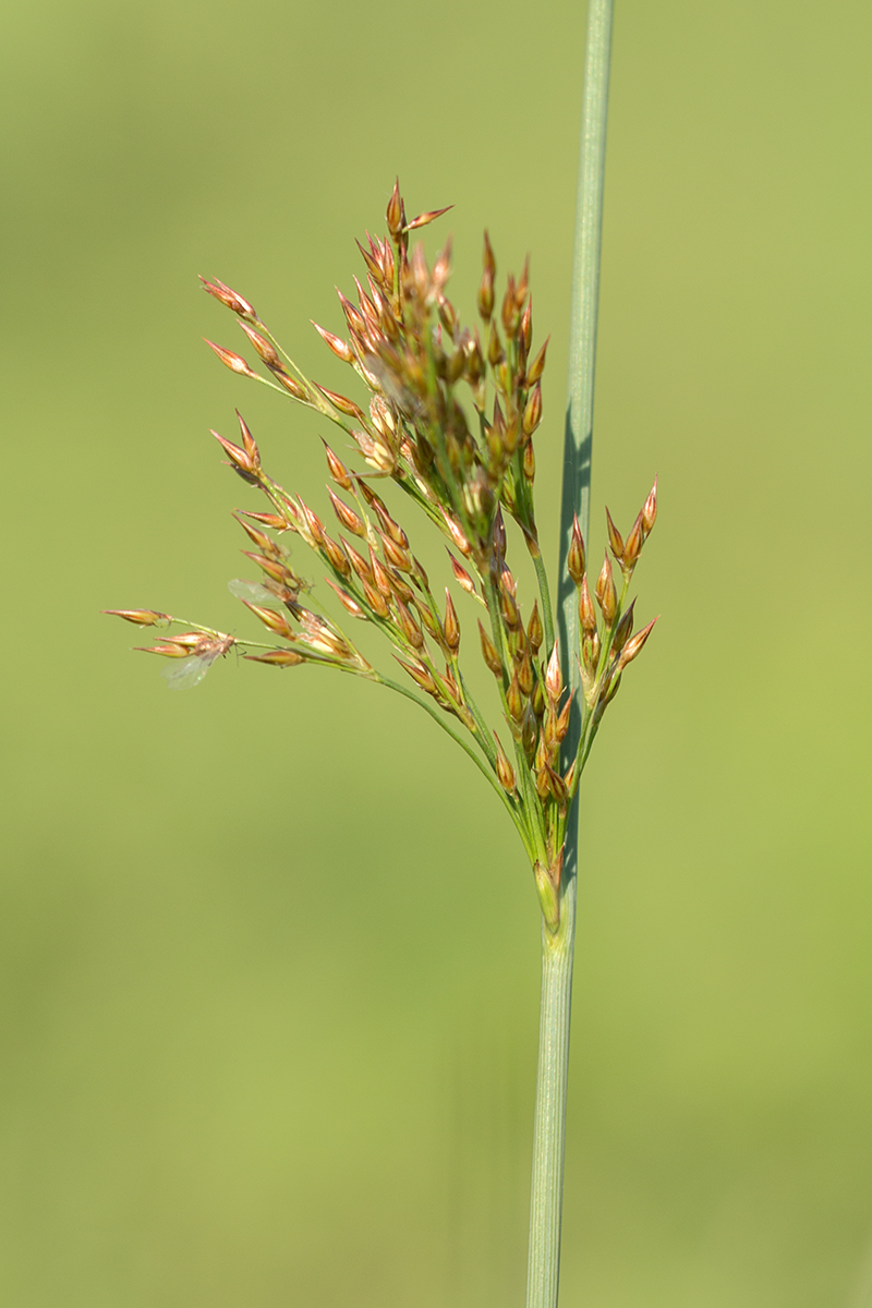 Изображение особи род Juncus.