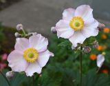 genus Anemone