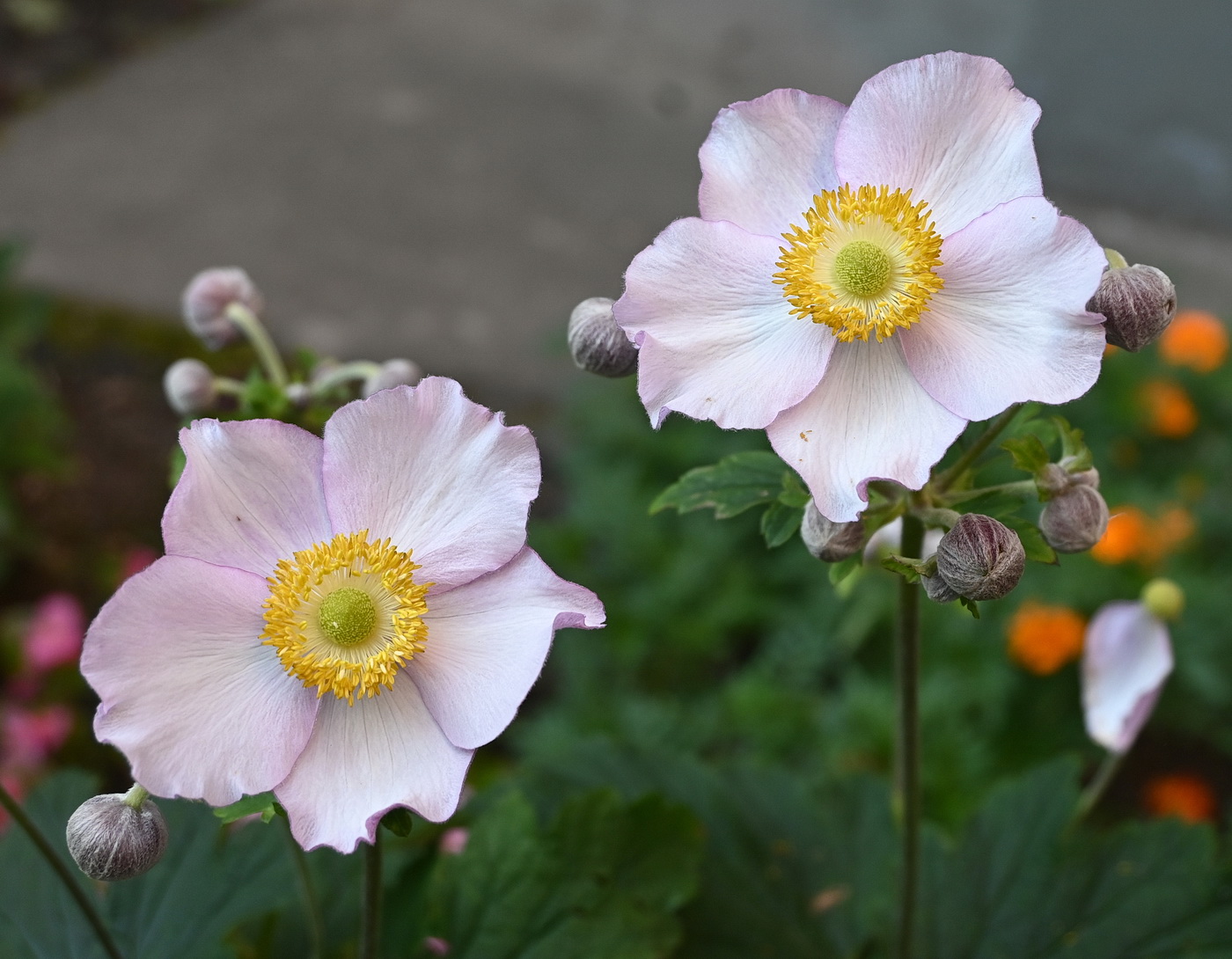 Image of genus Anemone specimen.