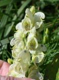 род Aconitum
