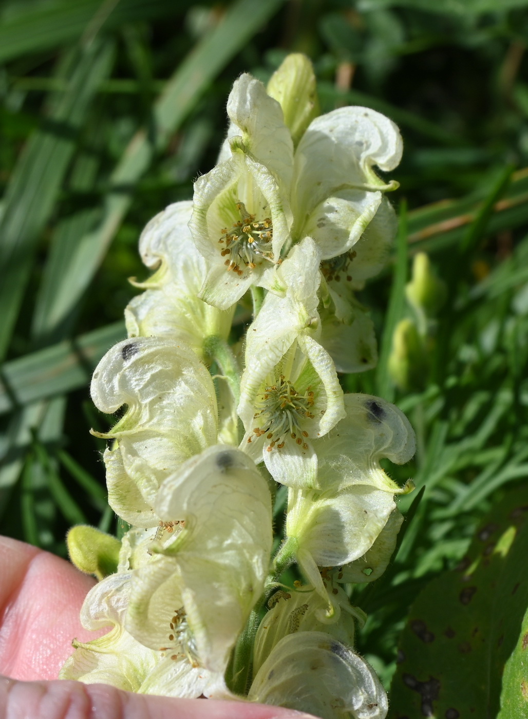 Изображение особи род Aconitum.
