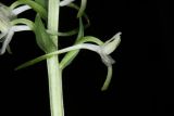 Platanthera metabifolia. Цветок. Сахалин, г. Южно-Сахалинск, западный макросклон Сусунайского хр., правый склон долины р. Уюновка, 143 м н.у.м., каменноберезовый лес. 27.06.2025.