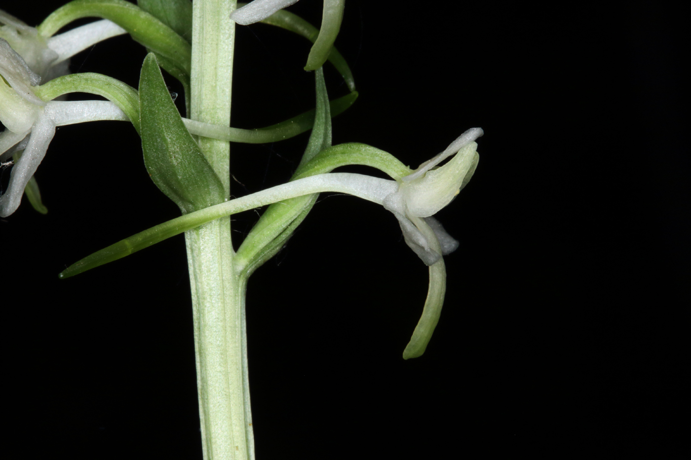 Image of Platanthera metabifolia specimen.