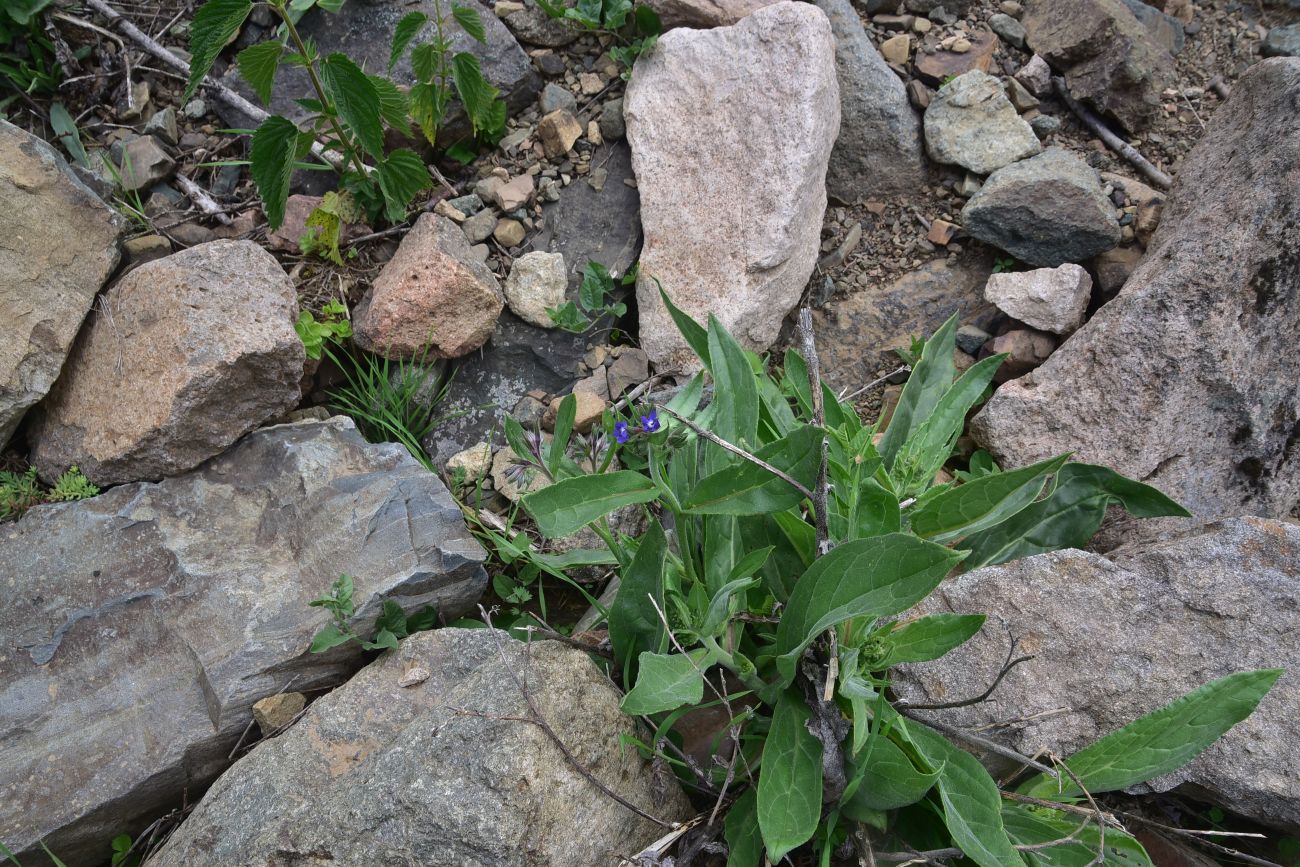 Image of Anchusa leptophylla specimen.