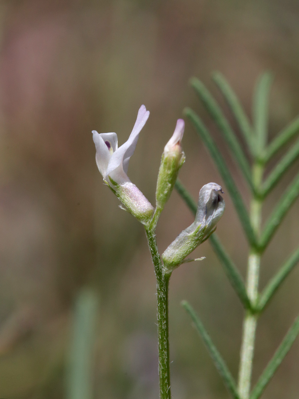 Изображение особи семейство Fabaceae.