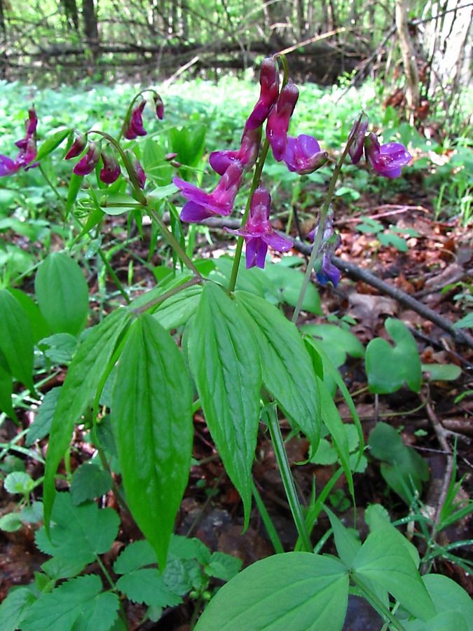 Изображение особи Lathyrus vernus.