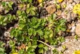 Potentilla gelida. Листья в основании генеративных побегов. Карачаево-Черкесия, Карачаевский р-н, пер. Тырмен, 3250 м н.у.м., каменистый склон. 09.08.2026.