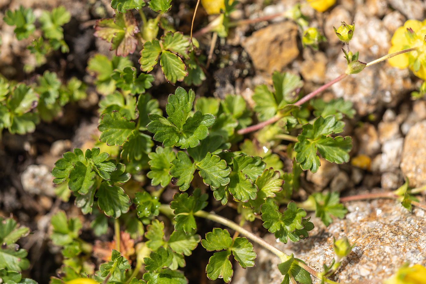 Image of Potentilla gelida specimen.