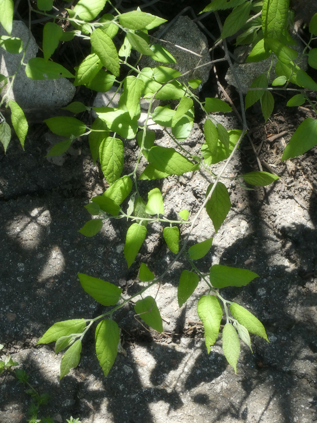 Image of genus Celtis specimen.