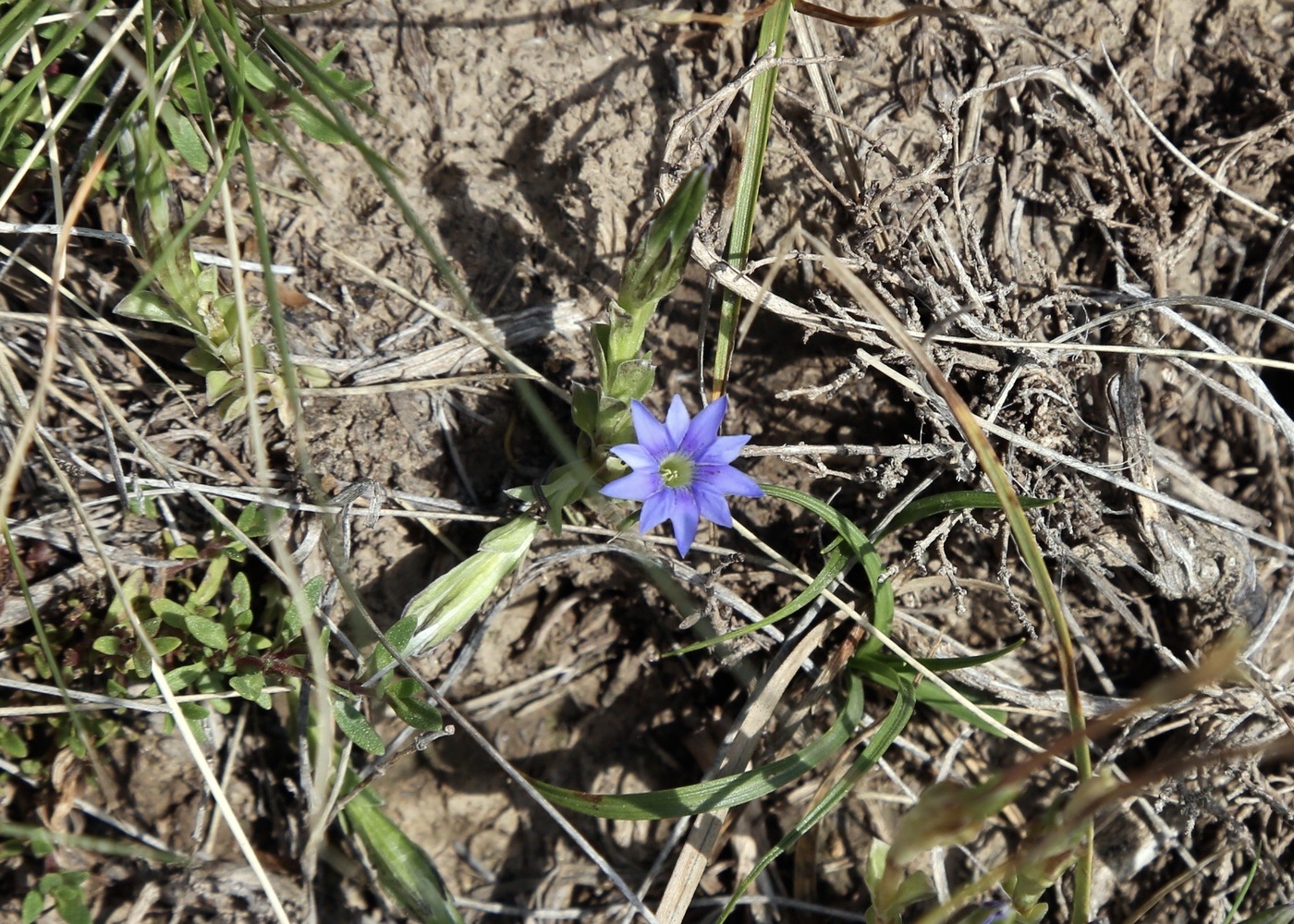 Image of Gentiana karelinii specimen.