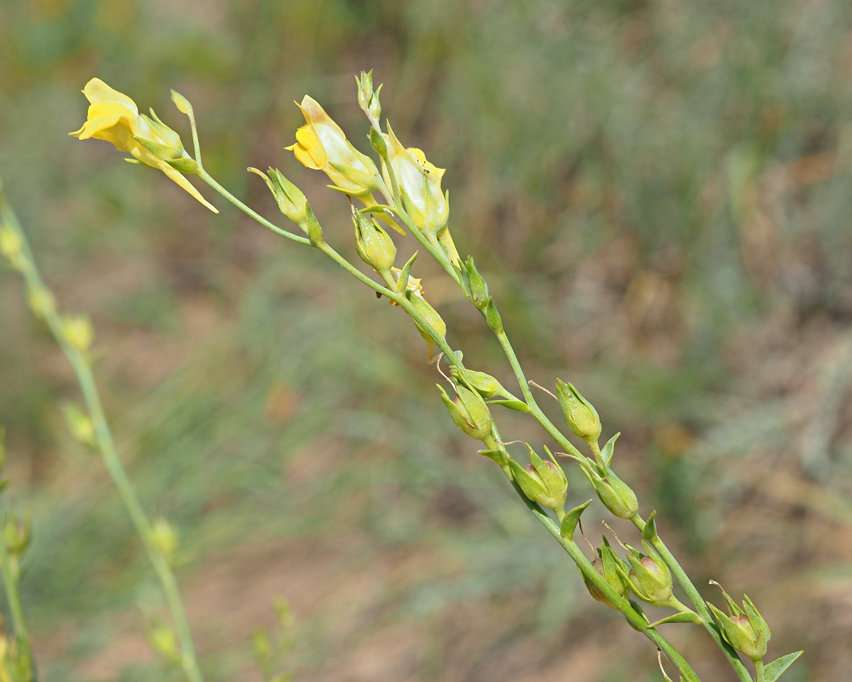 Image of Linaria genistifolia specimen.