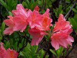 род Rhododendron. Соцветия. Киев, ботанический сад им. акад. А.В.Фомина (Киевского университета). 18 мая 2011 г.