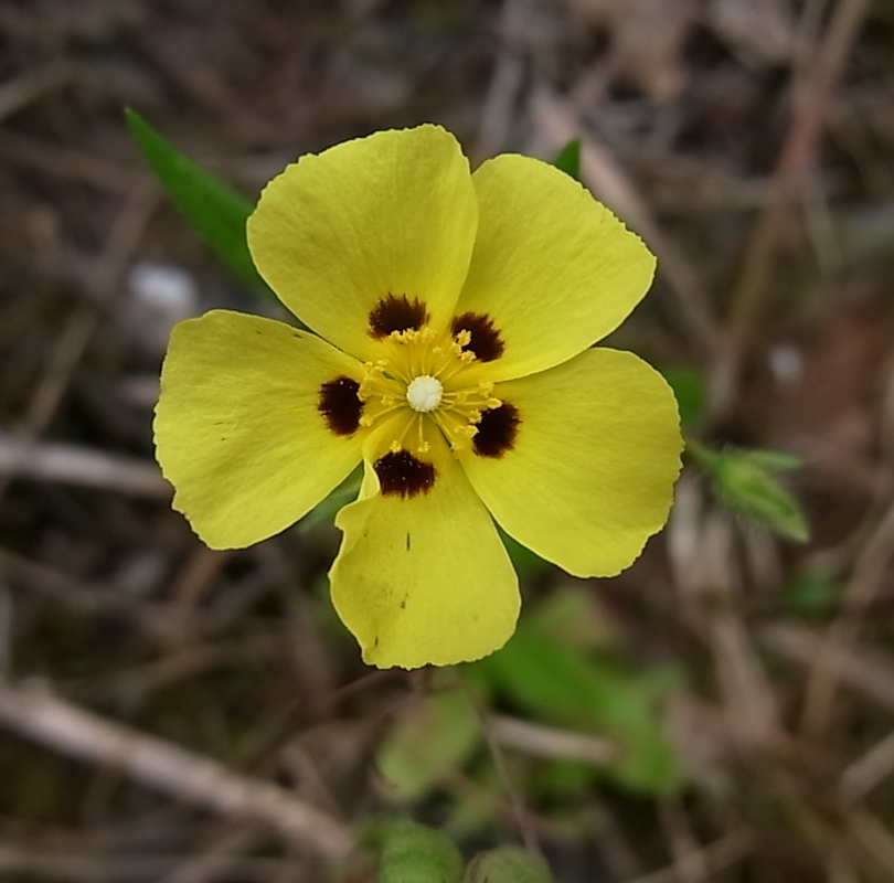 Изображение особи Tuberaria guttata.