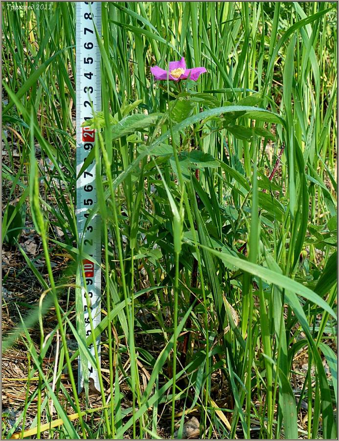 Image of Rosa cinnamomea specimen.