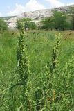 Rumex crispus. Плодоносящие растения. Крым, Севастополь, Инкерман, р. Чёрная. 17 июня 2011 г.