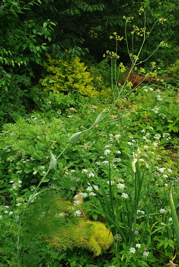 Изображение особи Ferula ugamica.