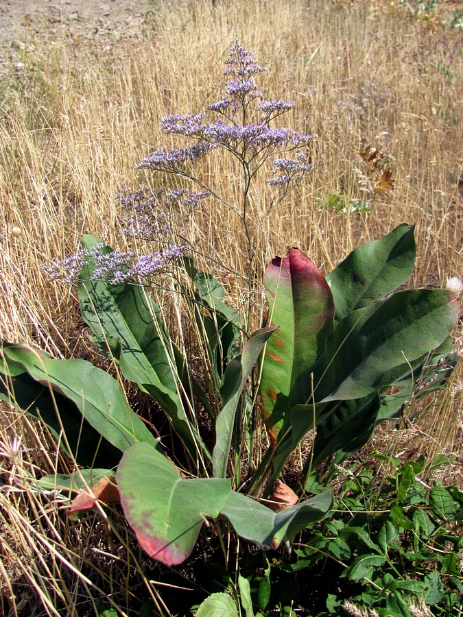 Image of Limonium coriarium specimen.