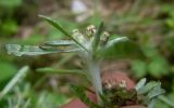 View full-size image Gnaphalium uliginosum