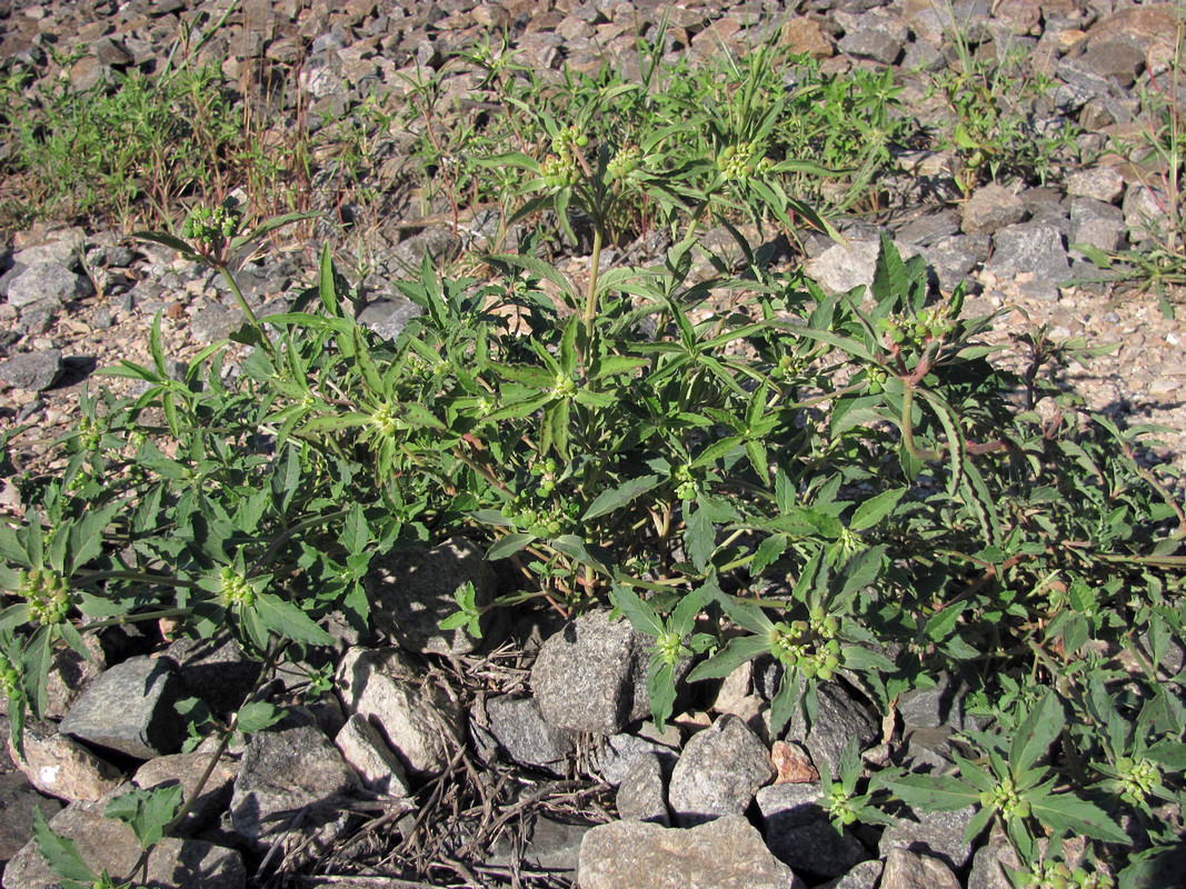 Image of Euphorbia davidii specimen.