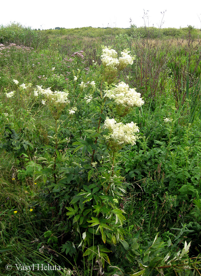 Изображение особи Filipendula ulmaria.
