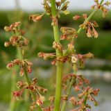 Rumex aquaticus