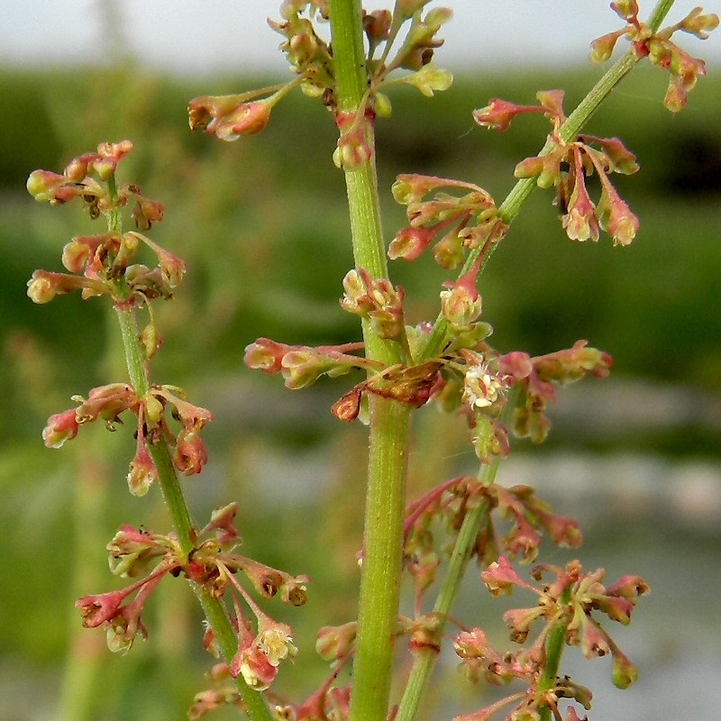 Изображение особи Rumex aquaticus.