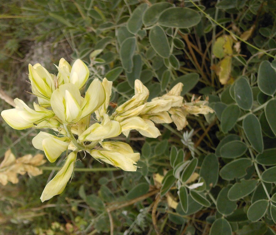 Image of Hedysarum smirnovii specimen.