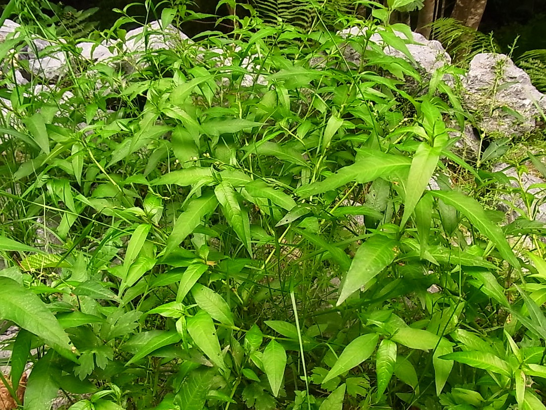 Image of Persicaria hydropiper specimen.