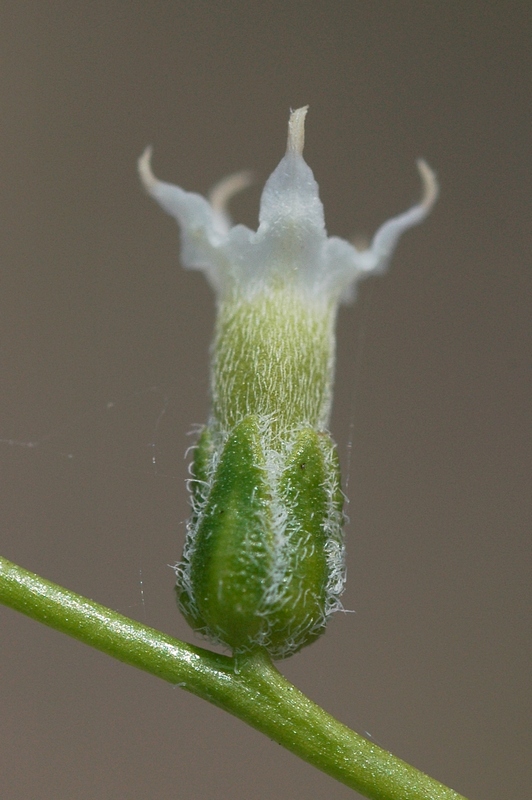 Image of Heliotropium dasycarpum specimen.