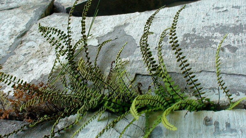 Image of Asplenium trichomanes specimen.