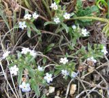 Amblynotus rupestris