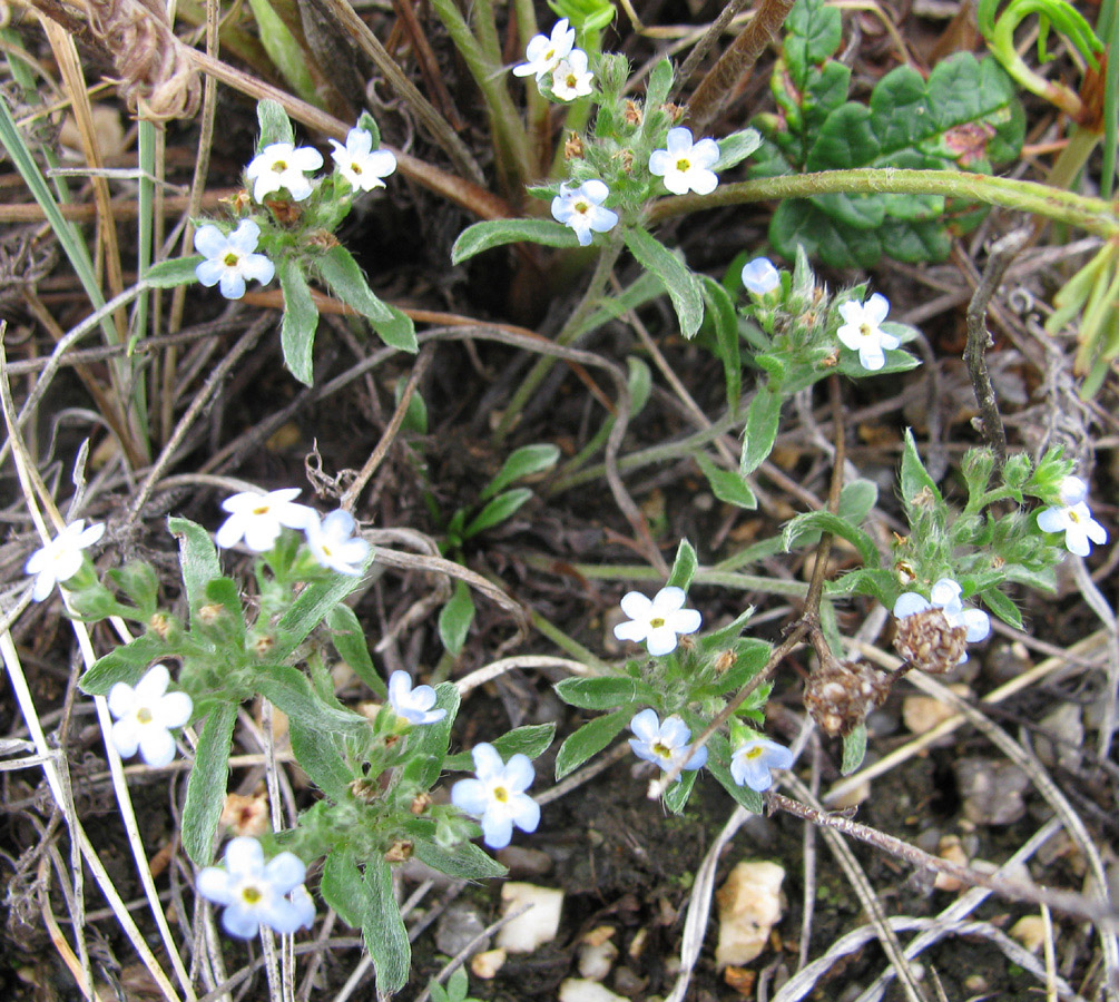 Изображение особи Amblynotus rupestris.