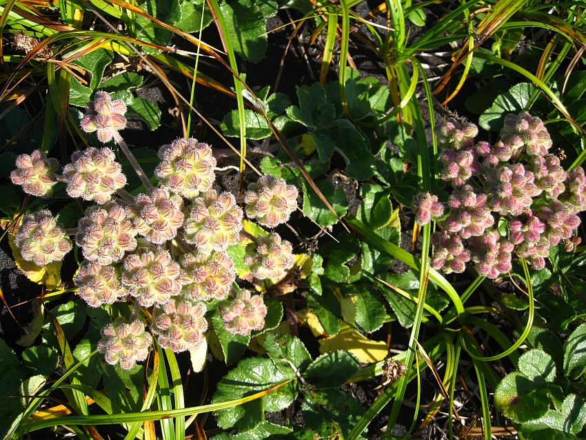 Изображение особи Glehnia litoralis.