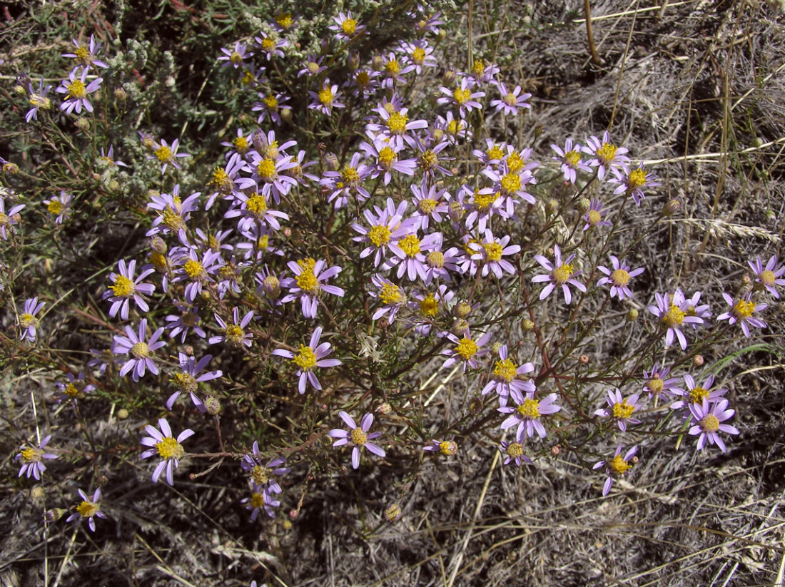 Image of Galatella angustissima specimen.